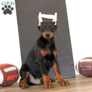 Scout, Doberman Pinscher Puppy