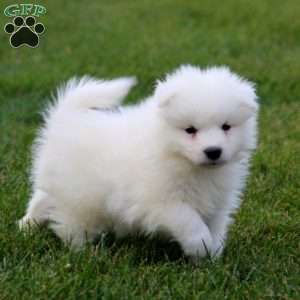 Scout, Samoyed Puppy