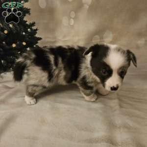 Gouda, Pembroke Welsh Corgi Puppy