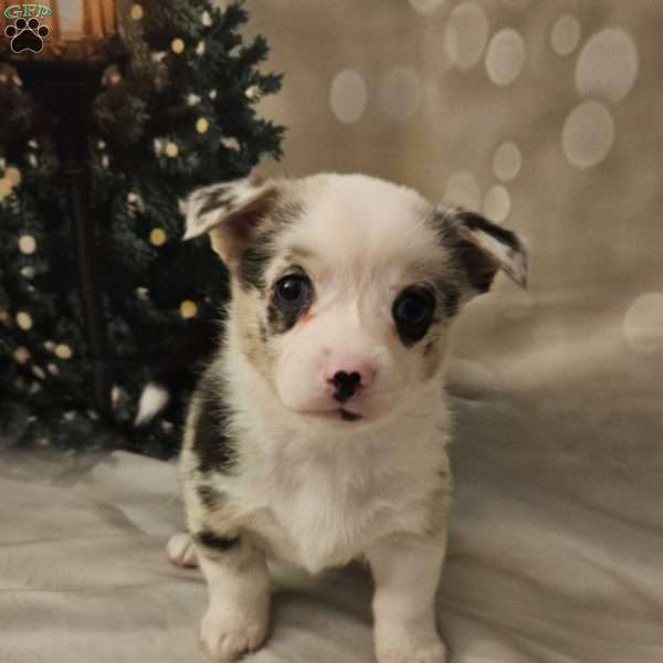 Chardonnay, Pembroke Welsh Corgi Puppy