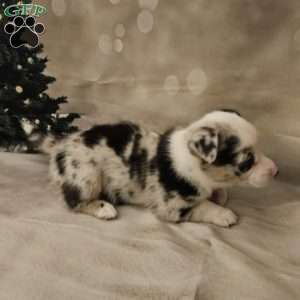 Chardonnay, Pembroke Welsh Corgi Puppy