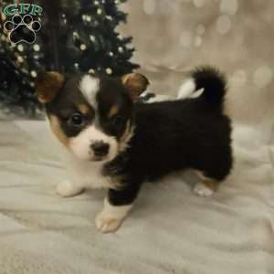 Merlot, Pembroke Welsh Corgi Puppy