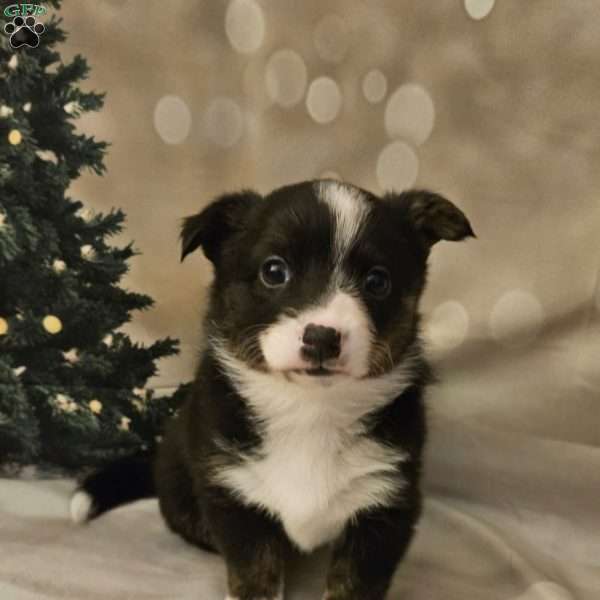 Chianti, Pembroke Welsh Corgi Puppy