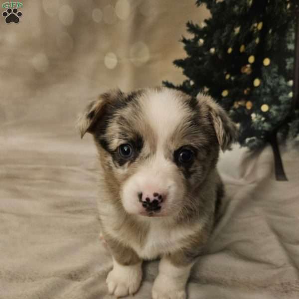 Rosé, Pembroke Welsh Corgi Puppy