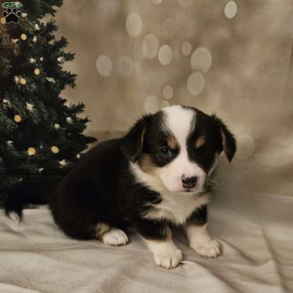 Marsala, Pembroke Welsh Corgi Puppy