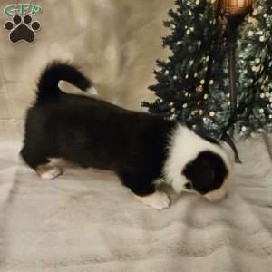 Marsala, Pembroke Welsh Corgi Puppy