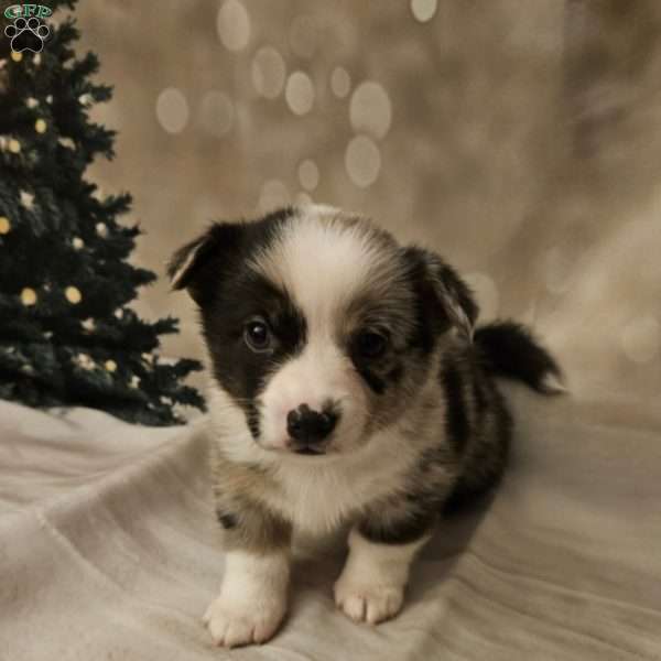 Gouda, Pembroke Welsh Corgi Puppy