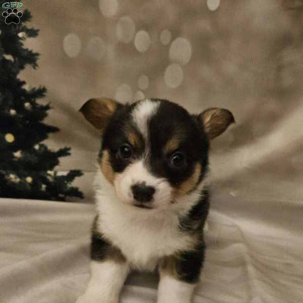 Merlot, Pembroke Welsh Corgi Puppy