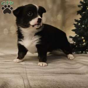 Chianti, Pembroke Welsh Corgi Puppy