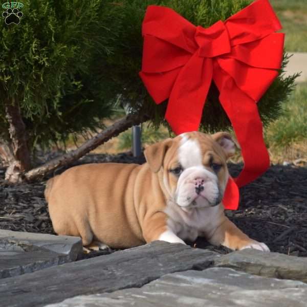 Sebastian, English Bulldog Puppy