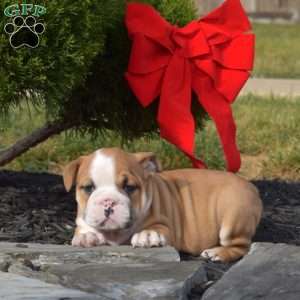 Sebastian, English Bulldog Puppy