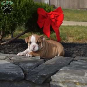 Sebastian, English Bulldog Puppy