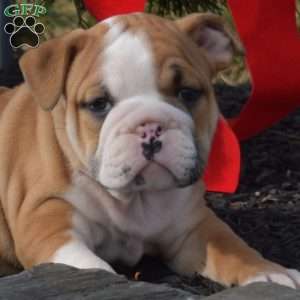 Sebastian, English Bulldog Puppy