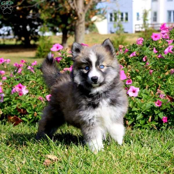 Sela, Pomsky Puppy