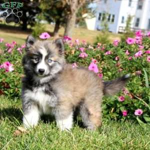 Sela, Pomsky Puppy