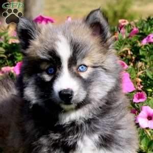 Sela, Pomsky Puppy