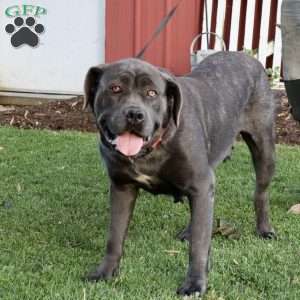 Ella, Cane Corso Puppy