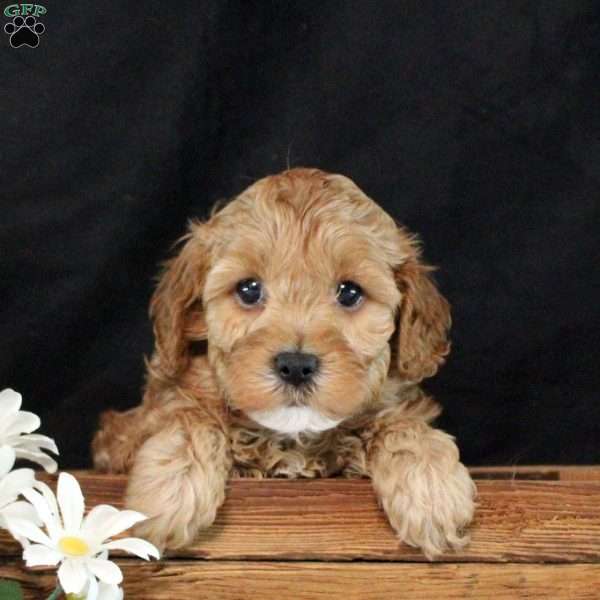 Seth, Cavapoo Puppy