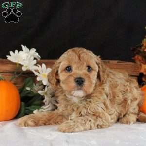 Seth, Cavapoo Puppy