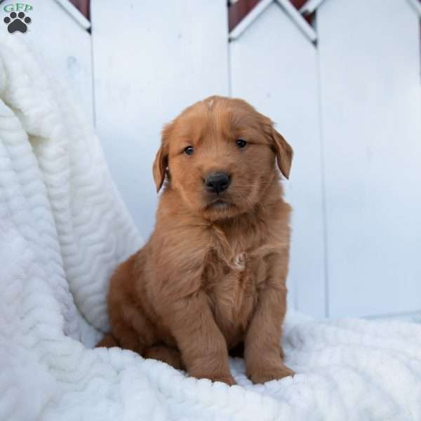 Seth, Golden Retriever Puppy