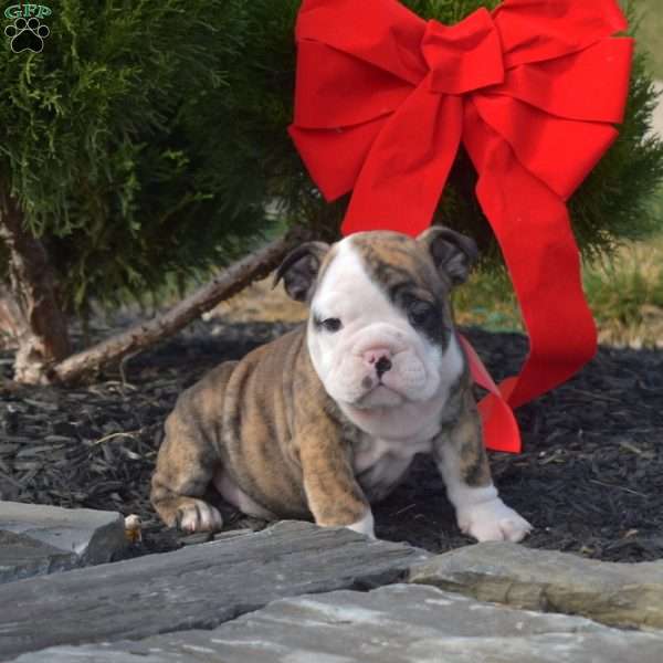 Simba, English Bulldog Puppy