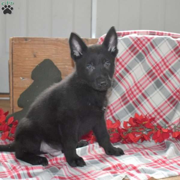 Shadow, German Shepherd Puppy