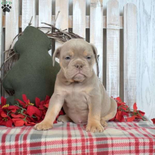 Shadow, Olde English Bulldogge Puppy