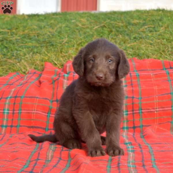 Shadow, Labradoodle Puppy