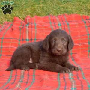 Shadow, Labradoodle Puppy