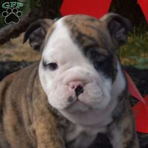 Simba, English Bulldog Puppy