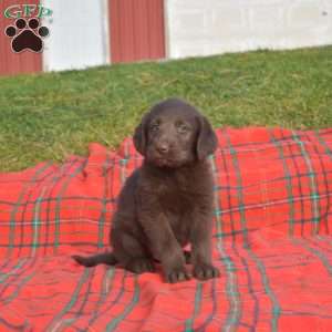 Shadow, Labradoodle Puppy