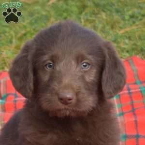 Shadow, Labradoodle Puppy