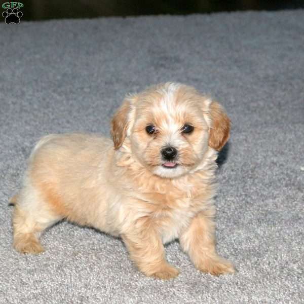 Shaggy, Maltipoo Puppy