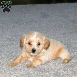 Shaggy, Maltipoo Puppy