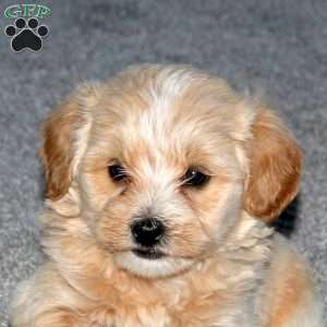 Shaggy, Maltipoo Puppy