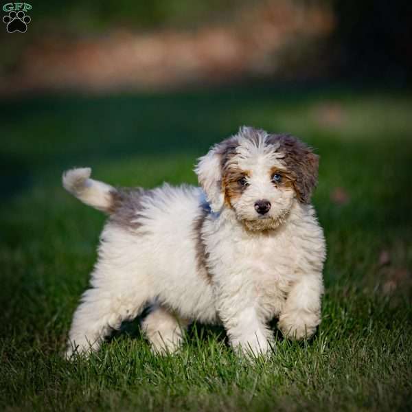 Shasta, Mini Bernedoodle Puppy