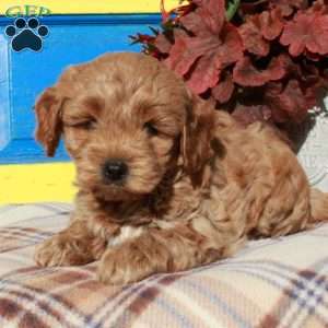 Shawn, Cockapoo Puppy