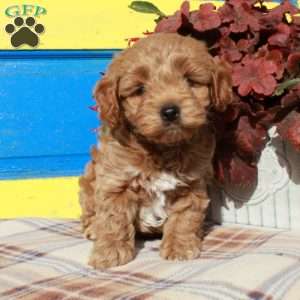 Shawn, Cockapoo Puppy