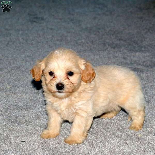 Sheldon, Maltipoo Puppy