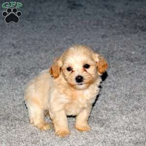 Sheldon, Maltipoo Puppy