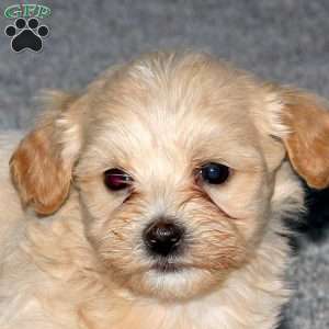 Sheldon, Maltipoo Puppy