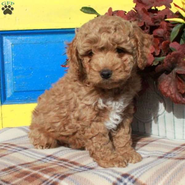 Shep, Cockapoo Puppy