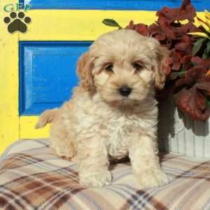 Cockapoo Puppies for Sale - Greenfield Puppies