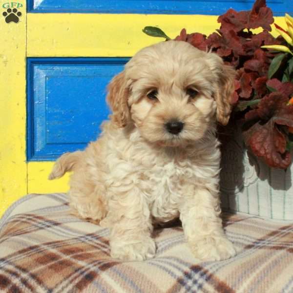 Shirley, Cockapoo Puppy