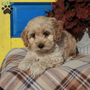 Shirley, Cockapoo Puppy