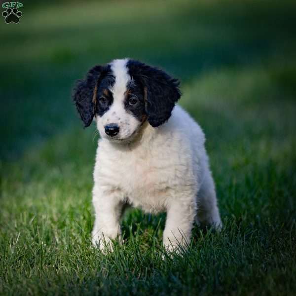 Sierra, Mini Bernedoodle Puppy