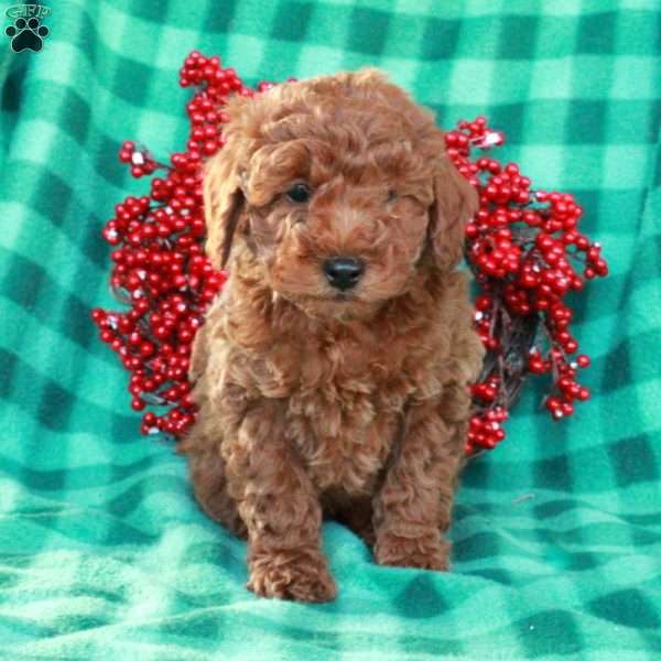 Silas, Miniature Poodle Puppy