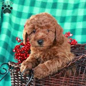 Silas, Miniature Poodle Puppy