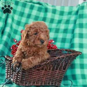 Silas, Miniature Poodle Puppy