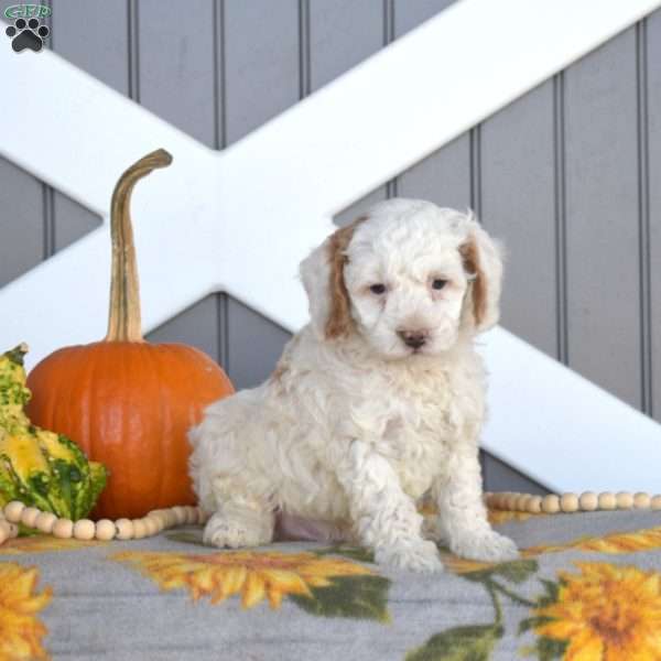 Silo, Cavapoo Puppy